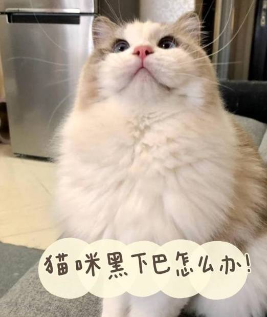 宠物猫咪黑下巴该怎么处理祛除？可以看看下面的四种方法！